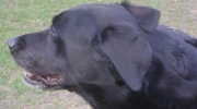 Labrador Retriever - Insgesamt ist der typische Labrador sehr kompakt mit einem breiten Schädel, einem starken Hals und einem breiten, tiefen Brustkorb - Hunde Servicedienst Stieglecker mobile Tierbetreuung Wien Österreich