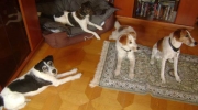 Indoor Gruppen Foto - Familienhunde - Haushunde Hauskatzen Haustiere Betreuung Stieglecker Wien Österreich