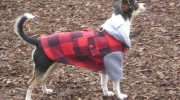 Dog coat - mixed breed in dog coat - Dog Walker Sitter Service Stieglecker Vien Austria