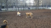 Dog zone - Akita in the dog zone - animal care Stieglecker dog care Vienna Austria