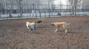entspannte Hunde - Hunde entspannt - Hunde Outside Betreuung Stieglecker outdoor Tierbetreuung Wien Österreich