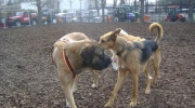 Haushunde - Caniden - Haushunde mobiles Vor Ort Service Stieglecker kommerzielles Tiersitting Wien Österreich