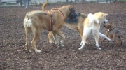 Hunde spielen - spielende Canis Lupus Familiaris - canis Service Stieglecker Tierdienste Wien Österreich