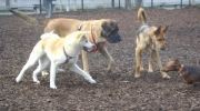 Dogs playing - playing Canis Lupus Familiaris - canis Service Stieglecker Animal services Vienna Austria