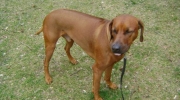 Lion Dog - He\'s never hot! The Rhodesian Ridgeback brings the highest performance out of love for his master - dog service service Stieglecker animal care Vienna Austria