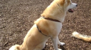 Akita - There are two things an Akita doesn\'t like at all. An owner who wants to force him to do something and other large dogs who do not submit to him immediately - Dog Walker Services Stieglecker Pet Sitter Service Vienna Austria