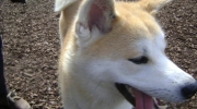 Inu Akita - The Akita likes it quiet and manageable, he can do without contact with strangers or animals - on-site dog care Stieglecker mobile small animal care Vienna Austria