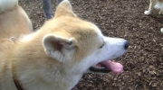 Pedigree dog Akita Inu - The Akita Inu needs a lot of empathy, sovereign calm and patience in the upbringing - dog walking service dog walk service Stieglecker mobile on-site animal service Vienna Austria