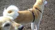 Dog breed Akita Inu - An Akita needs a family connection, but is also satisfied with being partially outside and can stay relatively well alone - on-site dog care Stieglecker pet mobile care Vienna Austria