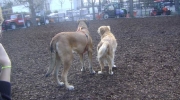 2 Hunde Freunde - Hunde freundliche Hunde - artgerechte Hundebetreuung Stieglecker tierschutzkonforme Tierbetreuung Wien Österreich