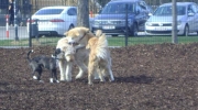 Hundeauslaufzone - Hunde unter sich - Hunde walker Stieglecker Haustier innen außen Betreuung Wien Österreich
