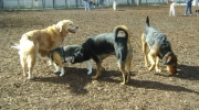 Dog exercise zone - dogs among themselves - dog walker Stieglecker pet inside outside care Vienna Austria