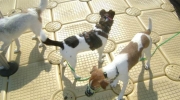 gefleckte Terrier - Terrier Hunde - Hunde Tagesbetreuung Stieglecker Kleintier Betreuungshilfe Wien Österreich