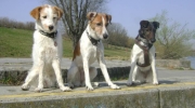 Dogs Terrier - Terrier breeds small - Dog Sitter Service Service Stieglecker Small Animal Care Vienna Austria