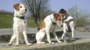 Terrier klein - Terrier Art - Outdoor Hundedienst Stieglecker Haustier Außen Betreuung Wien Österreich