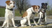 Terrier small - Terrier Art - Outdoor dog service Stieglecker pet outdoor care Vienna Austria