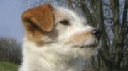 Hund Kopf - Terrier Kopf - Hunde Mobildienst Stieglecker Vor Ort Tierbetreuung Wien Österreich