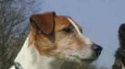 Dog head picture - Terrier head picture - dog breeds pedigree dogs care Stieglecker animal races care Vienna Austria