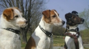Hunde 3 - Terrier 3  - freundschaftliche Hundebetreuung Stieglecker Tiersitting Wien Österreich