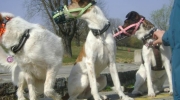 Terrier in a group - dogs in a group - animal sitting Stieglecker small animal sitter Vienna Austria