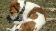Haushund braun weiss - Jack Russell braun weiss - Haushunde Aussen Tagesbetreuung Stieglecker Vorort Tiersitter Aussenbetreuung Wien Österreich