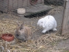 Kleintierbetreuung - Kaninchen Mädchen Marie und Bub Felix