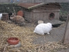 Kleintierbetreuung - Kaninchen Pärchen