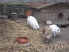 Kleintierbetreuung - Kaninchen Emilie/Marie/Felix