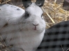 Kleintierbetreuung - Kaninchen Mädchen Emilie
