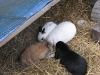 Kleintierbetreuung - Kaninchenfamilie Emilie/Marie/Peppino/Felix