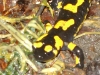 Kleintierbetreuung - Feuersalamander (Salamandra salamandra) sind eine Amphibienart aus der Familie der Echten Salamander