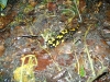 Kleintierbetreuung - Feuersalamander leben bevorzugt im feuchten Laubmischwald.