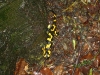 Kleintierbetreuung - Der Feuersalamander wird auch Salamandra salamandra bezeichnet