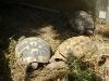 Kleintierbetreuung - Landschildkröten
