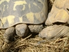 Kleintierbetreuung - Schildkröten sind eine Ordnung der Reptilien (Reptilia)
