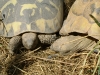 Kleintierbetreuung - Schildkröten erschienen erstmals vor mehr als 250 Millionen Jahren im Keuper (Obertrias)
