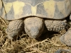 Kleintierbetreuung / Landschildkröten - Man unterscheidet derzeit 313 Arten mit über 200 Unterarten