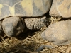 Kleintierbetreuung - Wasserschildkröten, Riesenschildkröten, Wüstenschildkröten, Landschildkröten, Lederschildkröten, Sumpfschildkröten