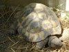 Kleintierbetreuung - die Liste könnte noch lange fortgesetzt werden, denn Schildkröten haben sich an die unterschiedlichsten Lebensräume angepasst