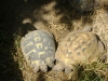 Kleintierbetreuung / Schidkröten - Alle Schildkröten zeichnen sich durch einen im Tierreich einzigartigen Rücken- (Carapax) und Brustpanzer (Plastron) aus