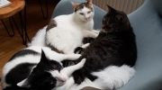 3 Katzen - 3 Felis Catus - mobiler Katzen Servicedienst Stieglecker Vor Ort Tier Sitter Wien Österreich