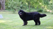 1 Newfoundland - 1 Molosse - commercial dog care Stieglecker commercial animal care Vienna Austria