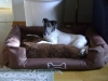 Hundesitting Wien - Smooth Hair Fox Terrier