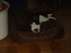 Dog Daysitter Wien - Hunderasse Foxterrier