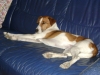 Companionable Pet Care CPC Stieglecker - Rassehund Jack Russell Parson Terrier