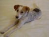 Hundebegleitung Stieglecker - Parson Russell Terrier