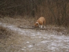 Sitter Service Stieglecker - Amstaff Terrier