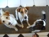 Jack Russell Parson Terrier & Foxterrier - Hundesitter Stieglecker