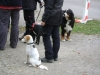 Hundeausführer - Dog Walker Stieglecker Foto Galerie