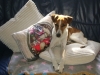 Jack Russell Terrier - Betreuung Fotogalerie Stieglecker